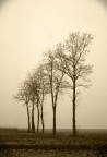 questo che vi presento � il prosieguo di alberi nella nebbia ove c'� un po' di divertissemente in pi� e leggermente pi� consapevole con la post e l'idea di voler, almeno un po', ricordare le vecchie stampe all'albumina. la motivazione � sempre quella del topic sopra riportato. a proposito stessa cam, stessi iso ed oltre al 70-210 anche l'obiettivo i kit 18-70.

gradite, come sempre, le vostre osserazioni.