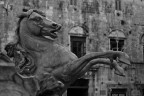 Cavallo Cavallo