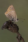 La prima luce