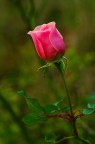 un fiore ... un fiore ...