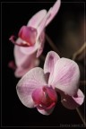 Orchidea 3