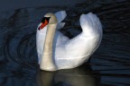 Cigno Cigno