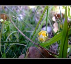 Fleur Fleur