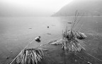 resistere