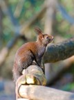 Scoiattolo Scoiattolo