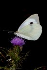 ...Bianco Su Sfondo Nero...!!! ...Bianco Su Sfondo Nero...!!!