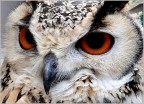 Rapace Rapace