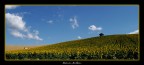 campo di girasoli campo di girasoli