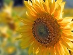 Close up di un girasole