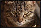 Sguardo felino Sguardo felino