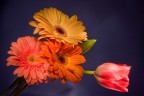 For you my love! For you my love!