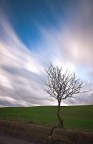 albero albero