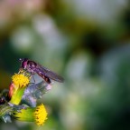 Oggi risotto alla milanese