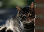 Gattone in controluce con 600 f4 is Gattone in controluce con 600 f4 is