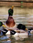 Ducks in action Ducks in action