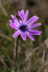 Viola, violetta.... Viola, violetta....