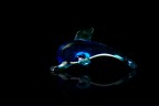 delfino delfino