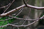 Inverno Inverno