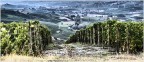 La zona del Barolo, con le sue colline ricoperte totalmente di vigne, � uno spettacolo per gli occhi, e successivamente per il palato. Ma non sempre, fotograficamente, gli si rende giustizia.