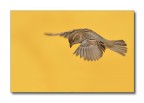 Il passero in volo