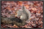 Scoiattolo # 13