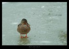 solitaria solitaria