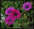 fiori fiori