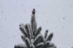 Snow Snow
