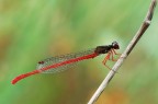 La damigella rossa