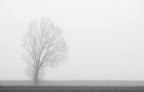 Solo fra la nebbia Solo fra la nebbia