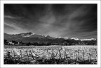 Campo di mais - bn 2