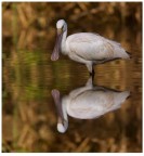 Riflessi Riflessi