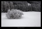albero solitario albero solitario