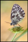 Galatea Galatea