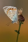 Pollyommatus icarus Pollyommatus icarus