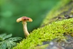 solitario solitario