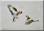 Cardellini in volo Cardellini in volo