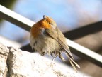 il mio primo pettirosso !!!! il mio primo pettirosso !!!!