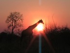 Giraffa solitaria al tramonto Giraffa solitaria al tramonto