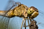 Hairy Dragonfly Hairy Dragonfly