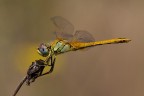 Sympetrum fonscolombii