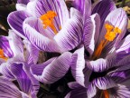 Crocus