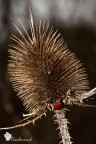 Coccinella sulle spine