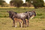 Gnu generation Gnu generation