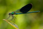 Calopteryx splendens