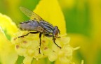 mosca con sfondo giallo mosca con sfondo giallo