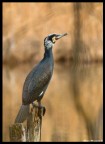 Cormorano Cormorano