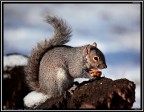 Scoiattolo # 17
