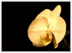...fiore ...fiore