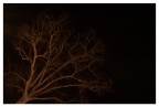 albero notturno albero notturno